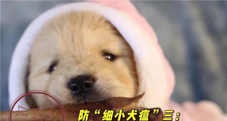 金毛刚打完疫苗要注意什么?(养金毛宝宝的小心事,保证它健康快乐成长)(图1) 金毛刚打完疫苗要注意什么?(养金毛宝宝的小心事,保证它健康快乐成长)(图1)