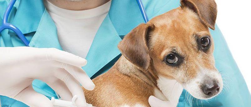 金毛刚打完疫苗要注意什么?(养金毛宝宝的小心事,保证它健康快乐成长)(图3) 金毛刚打完疫苗要注意什么?(养金毛宝宝的小心事,保证它健康快乐成长)(图3)