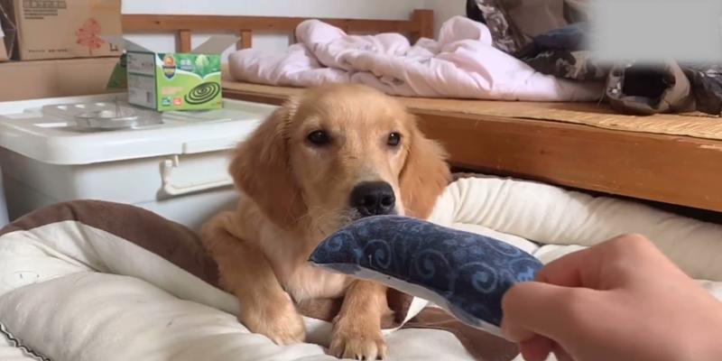 金毛刚打完疫苗要注意什么?(养金毛宝宝的小心事,保证它健康快乐成长)(图2) 金毛刚打完疫苗要注意什么?(养金毛宝宝的小心事,保证它健康快乐成长)(图2)