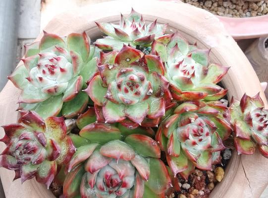 吉娃娃常见疾病及防治措施(关注吉娃娃健康,预防疾病从我做起)(图2) 吉娃娃常见疾病及防治措施(关注吉娃娃健康,预防疾病从我做起)(图2)