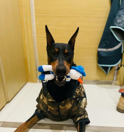 杜宾犬为何不能打?(揭秘杜宾犬打架禁忌与危害)(图2) 杜宾犬为何不能打?(揭秘杜宾犬打架禁忌与危害)(图2)