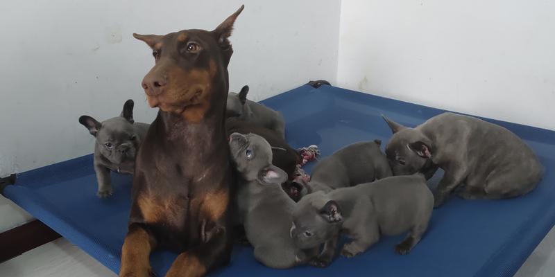 杜宾犬为何不能打?(揭秘杜宾犬打架禁忌与危害)(图1) 杜宾犬为何不能打?(揭秘杜宾犬打架禁忌与危害)(图1)