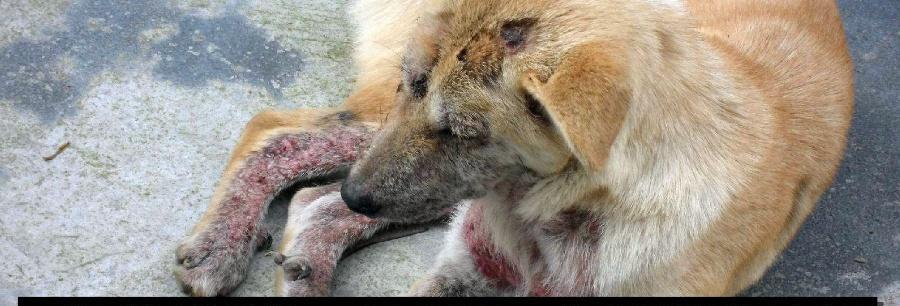 为什么狗狗的皮肤会发黑?(探寻黑色皮肤背后的原因与饮食建议)(图1) 为什么狗狗的皮肤会发黑?(探寻黑色皮肤背后的原因与饮食建议)(图1)