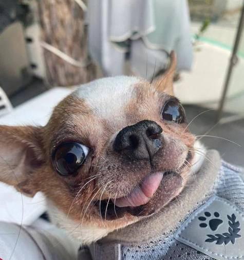 吉娃娃常见疾病及防治措施（关注吉娃娃健康，预防疾病从我做起） - 悠悠酷狗网