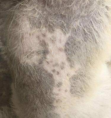 为什么狗狗的皮肤会发黑?(探寻黑色皮肤背后的原因与饮食建议)(图3) 为什么狗狗的皮肤会发黑?(探寻黑色皮肤背后的原因与饮食建议)(图3)