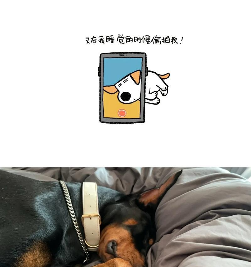 杜宾犬为何不能打?(揭秘杜宾犬打架禁忌与危害)(图3) 杜宾犬为何不能打?(揭秘杜宾犬打架禁忌与危害)(图3)