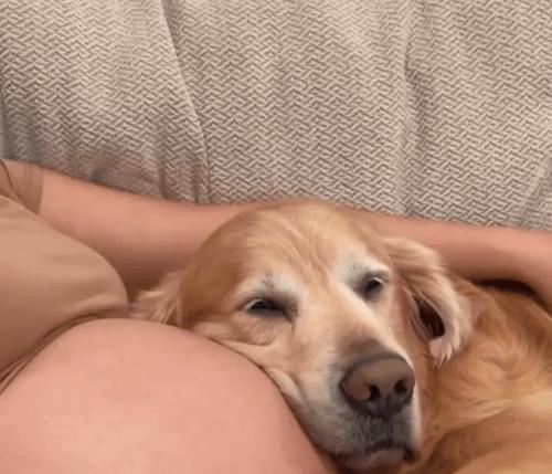 金毛生小狗的时机选择与注意事项(为您解答金毛生小狗的最佳时间及相关知识)(图3) 金毛生小狗的时机选择与注意事项(为您解答金毛生小狗的最佳时间及相关知识)(图3)