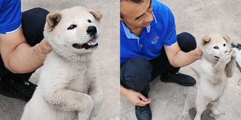 揭秘狗为什么喜欢挠嘴的原因（深入探究狗喜欢挠嘴的行为背后的奥秘） - 悠悠酷狗网