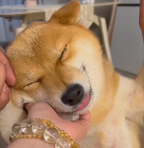 揭秘狗为什么喜欢挠嘴的原因(深入探究狗喜欢挠嘴的行为背后的奥秘)(图3) 揭秘狗为什么喜欢挠嘴的原因(深入探究狗喜欢挠嘴的行为背后的奥秘)(图3)