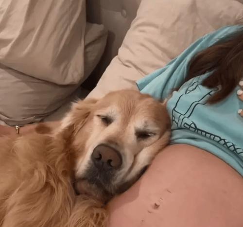 金毛生小狗的时机选择与注意事项(为您解答金毛生小狗的最佳时间及相关知识)(图2) 金毛生小狗的时机选择与注意事项(为您解答金毛生小狗的最佳时间及相关知识)(图2)