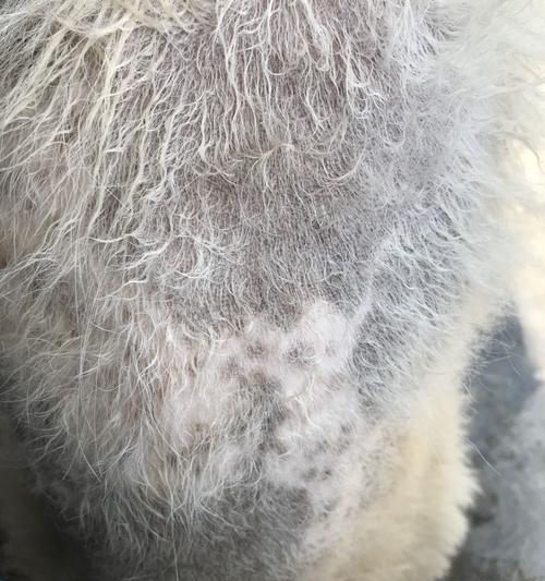 为什么狗狗的皮肤会发黑?(探寻黑色皮肤背后的原因与饮食建议)(图2) 为什么狗狗的皮肤会发黑?(探寻黑色皮肤背后的原因与饮食建议)(图2)