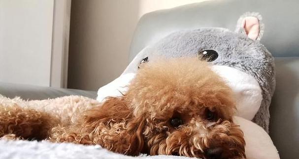 以泰迪配上有什么表现(探究泰迪犬与其他宠物相处时的行为特点)(图1) 以泰迪配上有什么表现(探究泰迪犬与其他宠物相处时的行为特点)(图1)