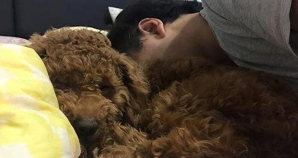 以泰迪配上有什么表现(探究泰迪犬与其他宠物相处时的行为特点)(图2) 以泰迪配上有什么表现(探究泰迪犬与其他宠物相处时的行为特点)(图2)