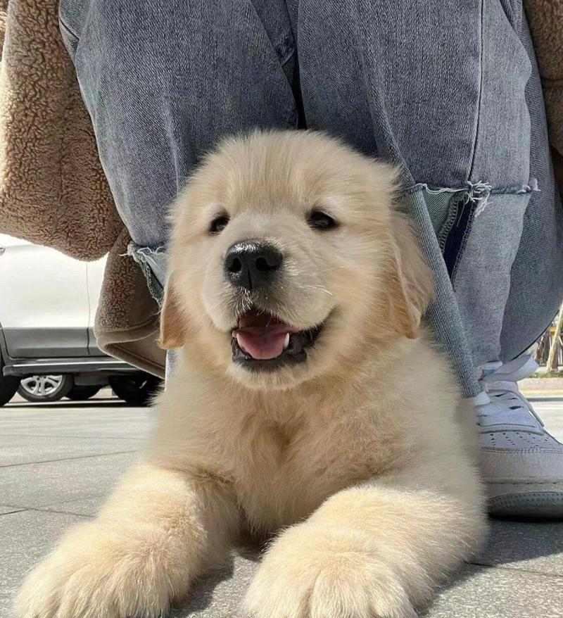 金毛生小狗的时机选择与注意事项(为您解答金毛生小狗的最佳时间及相关知识)(图1) 金毛生小狗的时机选择与注意事项(为您解答金毛生小狗的最佳时间及相关知识)(图1)