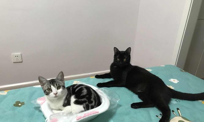 美短不能吃什么?保护你的猫咪健康饮食的关键(了解美短禁食食物,让你的猫咪远离食物危机)(图3) 美短不能吃什么?保护你的猫咪健康饮食的关键(了解美短禁食食物,让你的猫咪远离食物危机)(图3)