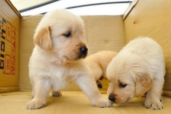 犬猫白血病 - 悠悠酷狗网