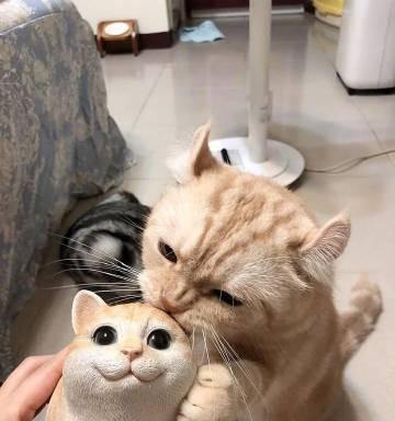 美短不能吃什么？保护你的猫咪健康饮食的关键（了解美短禁食食物，让你的猫咪远离食物 - 悠悠酷狗网