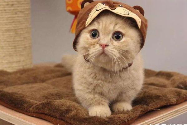 犬猫播散性血管内凝血 - 悠悠酷狗网