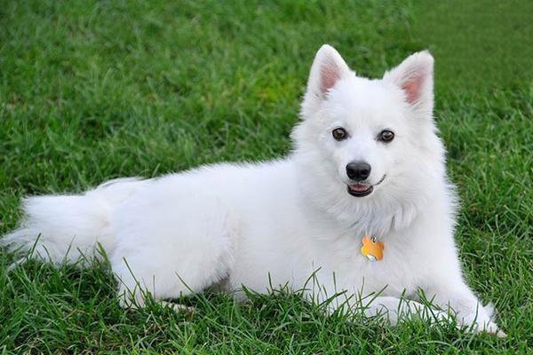 犬猫先天性凝血功能障碍(图2)