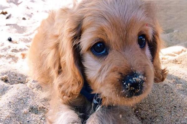 犬猫心包炎 - 悠悠酷狗网