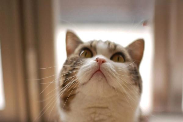 犬猫淋巴管炎和淋巴结炎 - 悠悠酷狗网