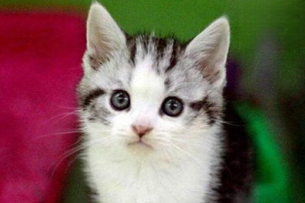 犬猫腔静脉综合征(图2)