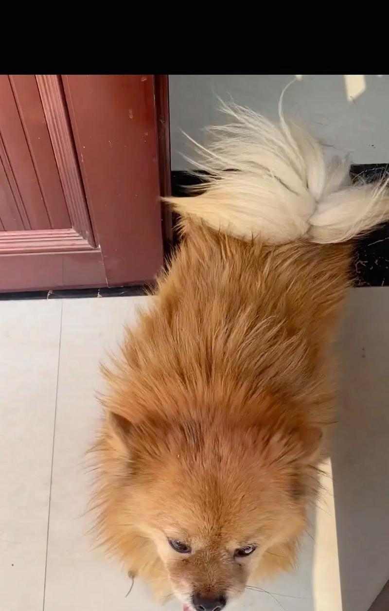 狗尾巴疾病的症状及治疗(揭秘狗尾巴疾病的隐患,保护你的宠物)(图3) 狗尾巴疾病的症状及治疗(揭秘狗尾巴疾病的隐患,保护你的宠物)(图3)