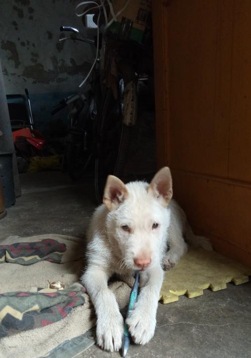 狗尾巴疾病的症状及治疗(揭秘狗尾巴疾病的隐患,保护你的宠物)(图1) 狗尾巴疾病的症状及治疗(揭秘狗尾巴疾病的隐患,保护你的宠物)(图1)