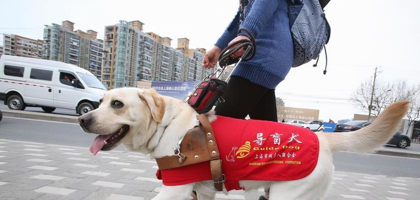 探寻珠海狗市场的魅力（深入了解珠海狗市场的地理位置及规模）(图3)