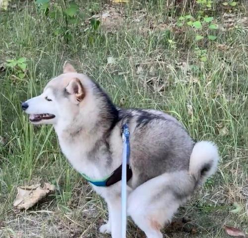 狗尾巴疾病的症状及治疗(揭秘狗尾巴疾病的隐患,保护你的宠物)(图2) 狗尾巴疾病的症状及治疗(揭秘狗尾巴疾病的隐患,保护你的宠物)(图2)