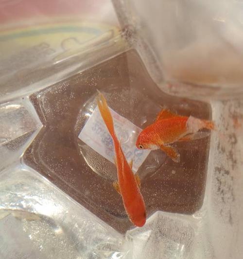 金鱼冬天的饮食需求与喂养技巧(金鱼冬季饲养指南,保证健康成长)(图3) 金鱼冬天的饮食需求与喂养技巧(金鱼冬季饲养指南,保证健康成长)(图3)