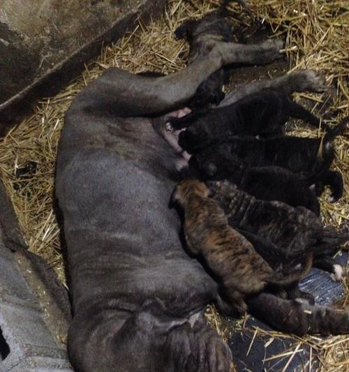 探寻珠海狗市场的魅力（深入了解珠海狗市场的地理位置及规模）(图2)