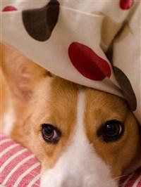 如何选择适合忙碌工作的狗狗（以工作繁忙为主人养狗的挑战与解决之道）(图1)