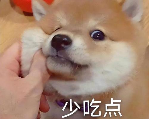 小狗为何不知道饱？（探究小狗食量无限的原因及解决方法）(图2)