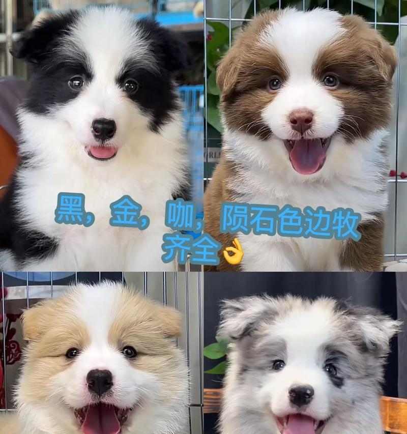 如何选择适合忙碌工作的狗狗（以工作繁忙为主人养狗的挑战与解决之道）(图3)