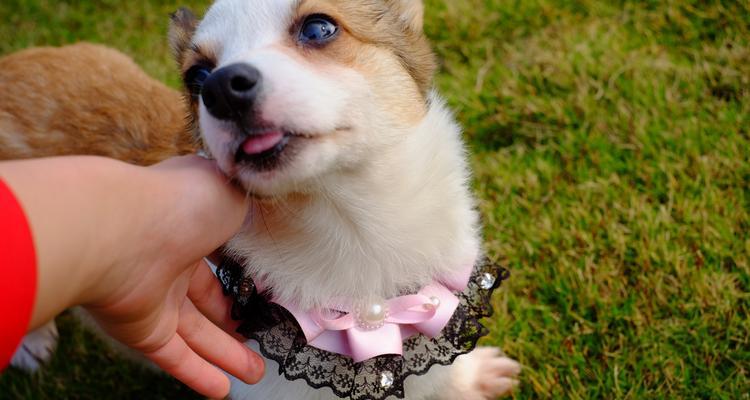 如何选择适合忙碌工作的狗狗（以工作繁忙为主人养狗的挑战与解决之道）(图2)