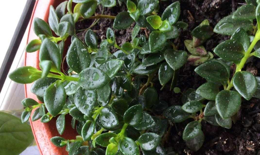 金鱼冬天的饮食需求与喂养技巧(金鱼冬季饲养指南,保证健康成长)(图1) 金鱼冬天的饮食需求与喂养技巧(金鱼冬季饲养指南,保证健康成长)(图1)