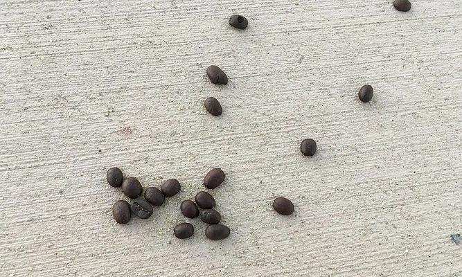 从坚硬到柔软（揭秘物体变形的原因及机制） - 悠悠酷狗网