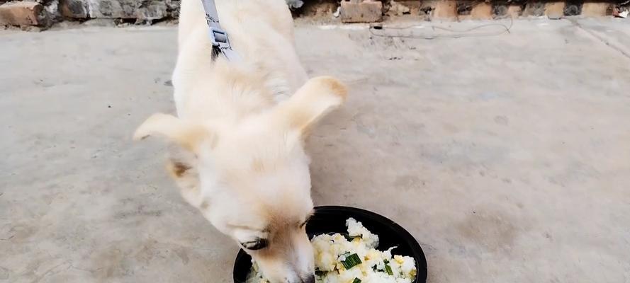 小狗为何不知道饱？（探究小狗食量无限的原因及解决方法） - 悠悠酷狗网