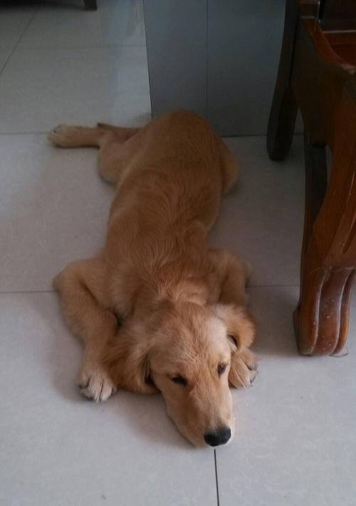 五个月金毛养护指南（关爱宠物健康，从五个月金毛开始）(图2)