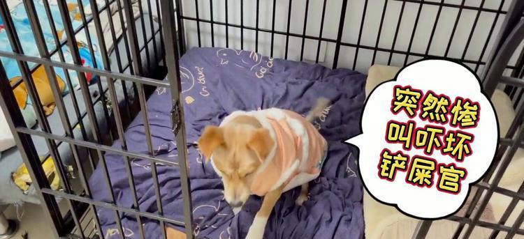 小狗为什么惨叫？（探索小狗惨叫的原因及解决方法）(图1)
