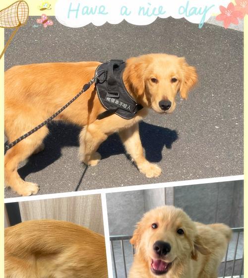 五个月金毛养护指南（关爱宠物健康，从五个月金毛开始）(图3)