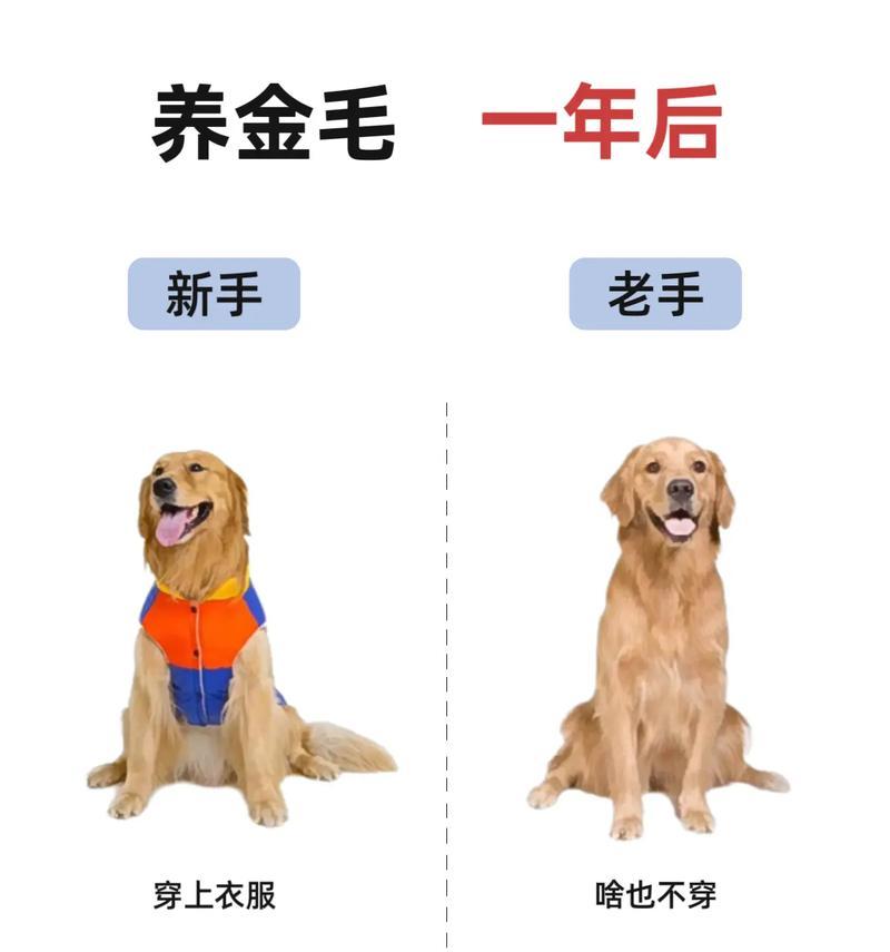 五个月金毛养护指南（关爱宠物健康，从五个月金毛开始） - 悠悠酷狗网