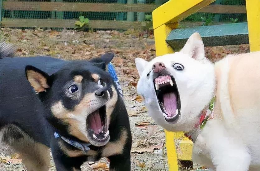 小狗为什么惨叫？（探索小狗惨叫的原因及解决方法）(图3)