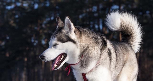 探究哈士奇毛发长的原因（为什么哈士奇的毛发比其他犬种更长？）(图3)