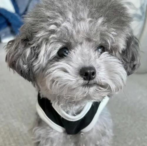 母泰迪什么时候生宝宝？（了解母泰迪的生育周期及相关特征）(图2)