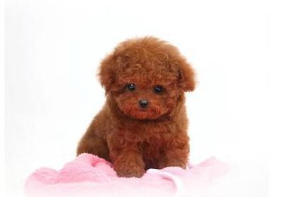 母泰迪什么时候生宝宝？（了解母泰迪的生育周期及相关特征） - 悠悠酷狗网