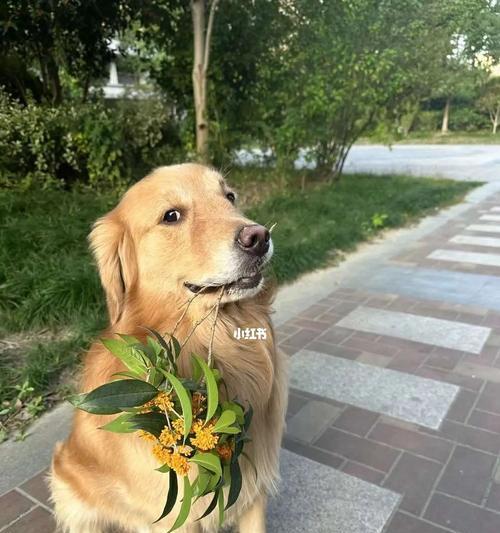 以狗为主题的良好管理方法（培养顺从性与建立健康的狗主关系） - 悠悠酷狗网