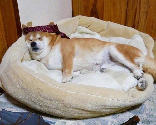 狗喝醉酒的后果(探究狗喝多了酒的危害与预防)(图2) 狗喝醉酒的后果(探究狗喝多了酒的危害与预防)(图2)