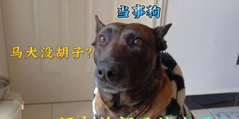 狗的胡须四根的奥秘（揭开狗的胡须四根背后的深意） - 悠悠酷狗网